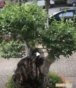 榆树适合什么时候换盆 榆树盆景换盆后怎么养护？注意这四点养护方法，就能服盆快！