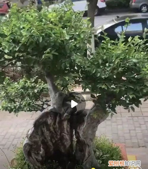 榆树适合什么时候换盆 榆树盆景换盆后怎么养护？注意这四点养护方法，就能服盆快！