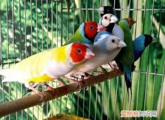 七彩文鸟吃什么，七彩文鸟幼鸟吃什么
