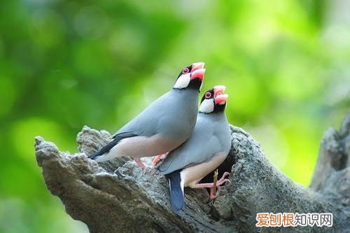 七彩文鸟喜欢吃什么，七彩文鸟爱吃什么食