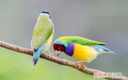 七彩文鸟吃什么水果,七彩文鸟吃什么蔬菜