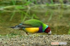 七彩文鸟吃青菜么，七彩文鸟吃什么菜