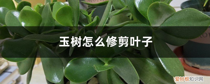 玉树怎么修剪叶子,要注意什么呢 玉树怎么修剪叶子，要注意什么