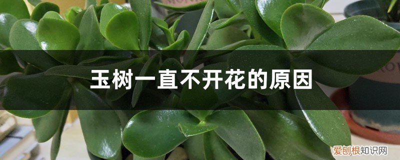 玉树为什么有的开花有的不开花 玉树一直不开花的原因，如何促进开花