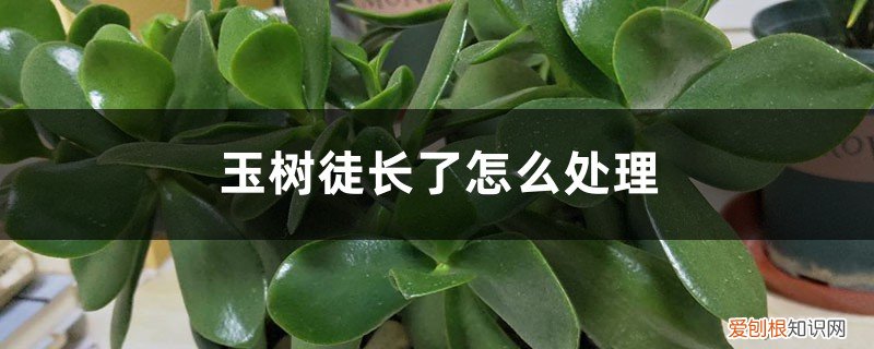 玉树长徒了怎么修剪 玉树徒长了怎么处理，徒长的原因
