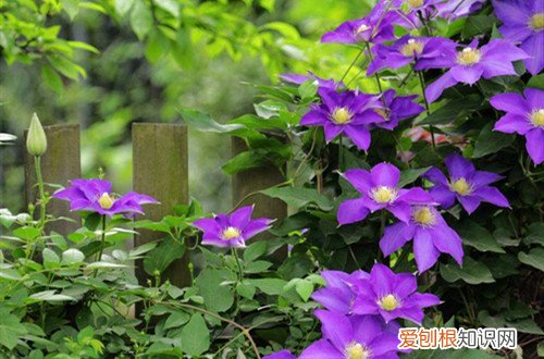 铁线莲冬天休眠吗 铁线莲冬天会被冻死吗？做好这几点，就能安全过冬！