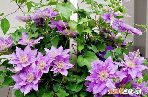 铁线莲冬天休眠吗 铁线莲冬天会被冻死吗？做好这几点，就能安全过冬！