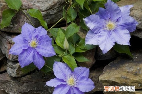 铁线莲冬天休眠吗 铁线莲冬天会被冻死吗？做好这几点，就能安全过冬！