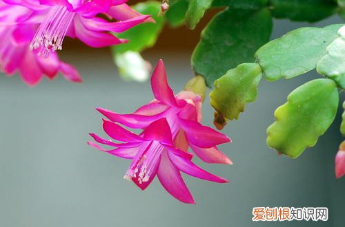 冬季好养的花 冬天家里养这几种花，从冬开到春，好养又好看！