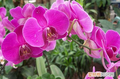 冬季好养的花 冬天家里养这几种花，从冬开到春，好养又好看！