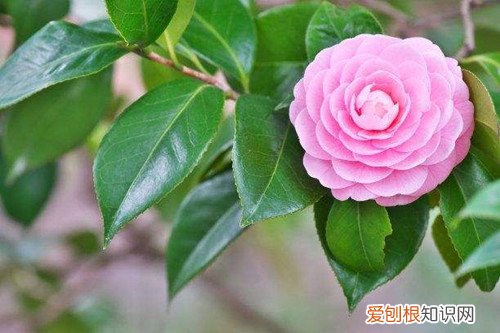冬季好养的花 冬天家里养这几种花，从冬开到春，好养又好看！
