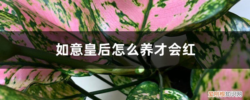 如意皇后开花后怎么养 如意皇后怎么养才会红，如何让如意皇后变红