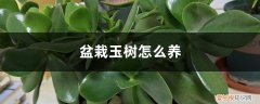 玉树怎样养护 盆栽玉树怎么养，出现病害怎么办