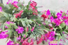 蟹爪兰冬季开花期叶片蔫了怎么办 冬天蟹爪兰开花为什么叶子打蔫？分析这几个原因，对照解