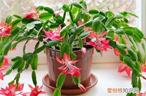 蟹爪兰冬季开花期叶片蔫了怎么办 冬天蟹爪兰开花为什么叶子打蔫？分析这几个原因，对照解决办法！