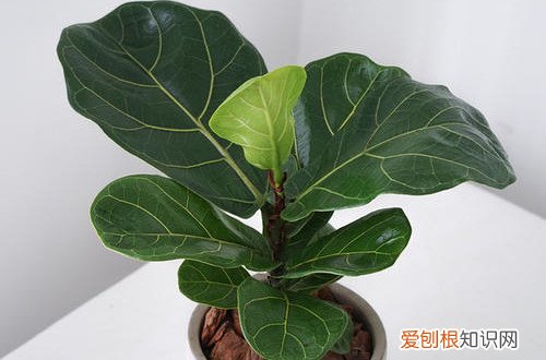 琴叶榕掉叶怎么办 琴叶榕掉叶子是什么原因？怎么救？