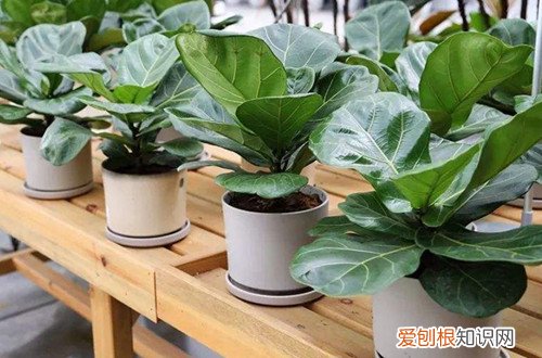 琴叶榕掉叶怎么办 琴叶榕掉叶子是什么原因？怎么救？