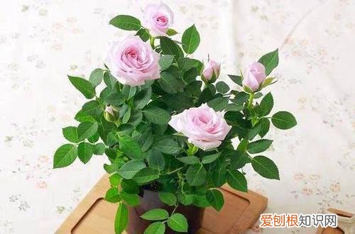 钻石玫瑰盆栽怎么养 钻石小玫瑰换盆后的养护很重要，养好了花开不停！