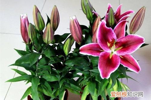 百合花花败后一直长的很旺盛怎么办?要处理吗视频 百合花花败后一直长的很旺盛怎么办？要处理吗？