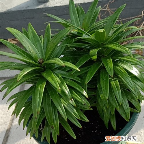 百合花花败后一直长的很旺盛怎么办?要处理吗视频 百合花花败后一直长的很旺盛怎么办？要处理吗？