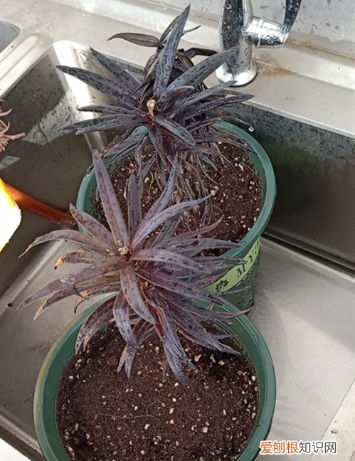百合花花败后一直长的很旺盛怎么办?要处理吗视频 百合花花败后一直长的很旺盛怎么办？要处理吗？