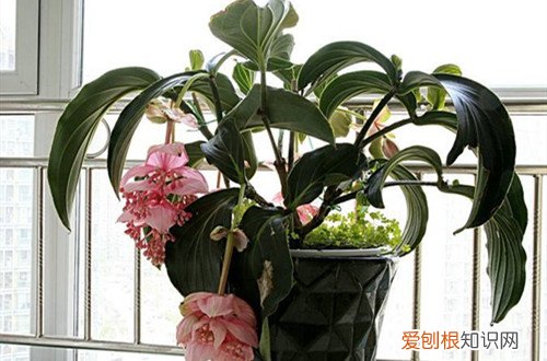 宝莲灯换盆时怎么浇水 怎么给宝莲灯换盆,换盆好经验分享给大家!