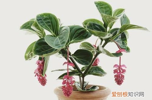 宝莲灯换盆时怎么浇水 怎么给宝莲灯换盆,换盆好经验分享给大家!