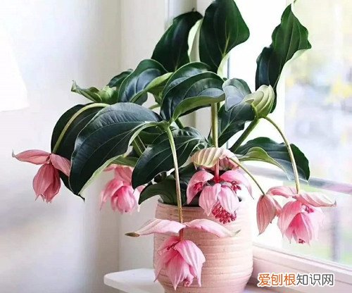 宝莲灯换盆时怎么浇水 怎么给宝莲灯换盆,换盆好经验分享给大家!