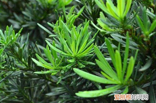 罗汉松叶子干枯是什么原因 罗汉松叶子干枯怎么办？注意这四点，晚了神仙也难救！