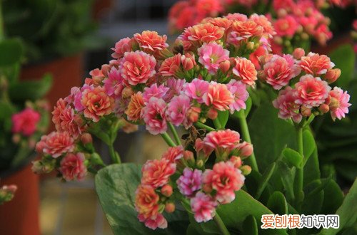 怎样养长寿花开花多 长寿花怎么养才能开花多多？注意这四点，新手也能养成一片花海！