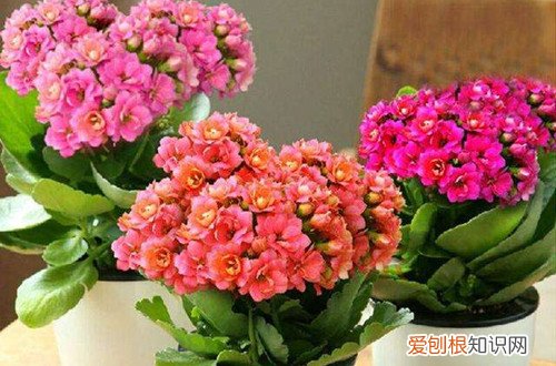 怎样养长寿花开花多 长寿花怎么养才能开花多多？注意这四点，新手也能养成一片花海！