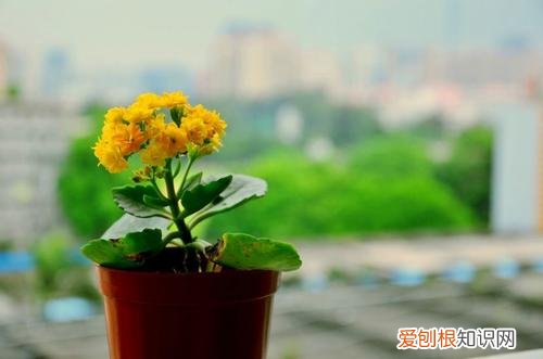 怎样养长寿花开花多 长寿花怎么养才能开花多多？注意这四点，新手也能养成一片花海！