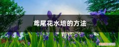 水培的花烂根了怎么办 鸢尾花水培的方法，水培烂根怎么办