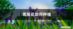 鸢尾花怎么移栽 鸢尾花如何种植，后期如何养护