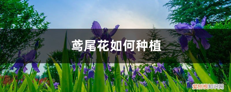 鸢尾花怎么移栽 鸢尾花如何种植，后期如何养护
