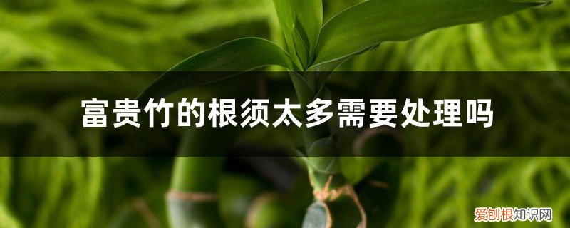 富贵竹的根部须子长太多怎么办 富贵竹的根须太多需要处理吗，怎么处理