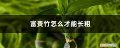 土培富贵竹怎么水养才旺盛 土培富贵竹怎么才能长粗，水培富贵竹怎么养才能粗壮