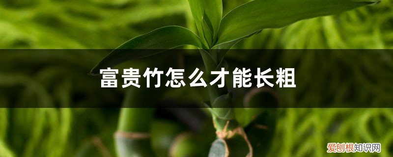 土培富贵竹怎么水养才旺盛 土培富贵竹怎么才能长粗，水培富贵竹怎么养才能粗壮