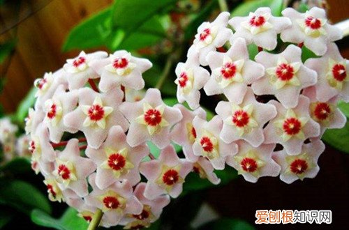 我家的球兰养护了三年为什么不开花呢 球兰花养了一两年了为啥从不开花？这三点原因，一定要了解！
