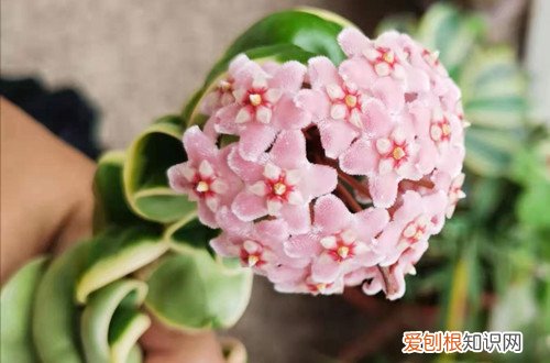 我家的球兰养护了三年为什么不开花呢 球兰花养了一两年了为啥从不开花？这三点原因，一定要了解！