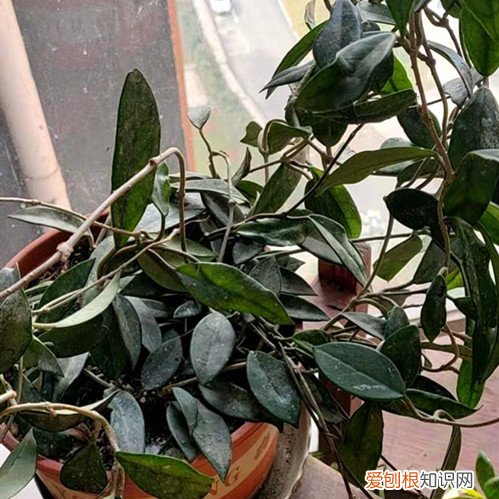 我家的球兰养护了三年为什么不开花呢 球兰花养了一两年了为啥从不开花？这三点原因，一定要了解！