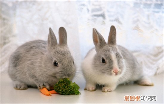 兔子假孕是怎么回事，兔子假孕是怎么办