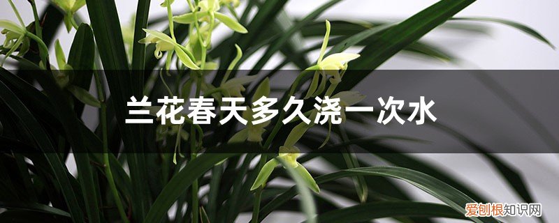 兰花春季几天浇一次水 兰花春天多久浇一次水，浇什么水