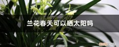 兰花春天能不能在太阳底下晒 兰花春天可以晒太阳吗，可以淋雨吗.