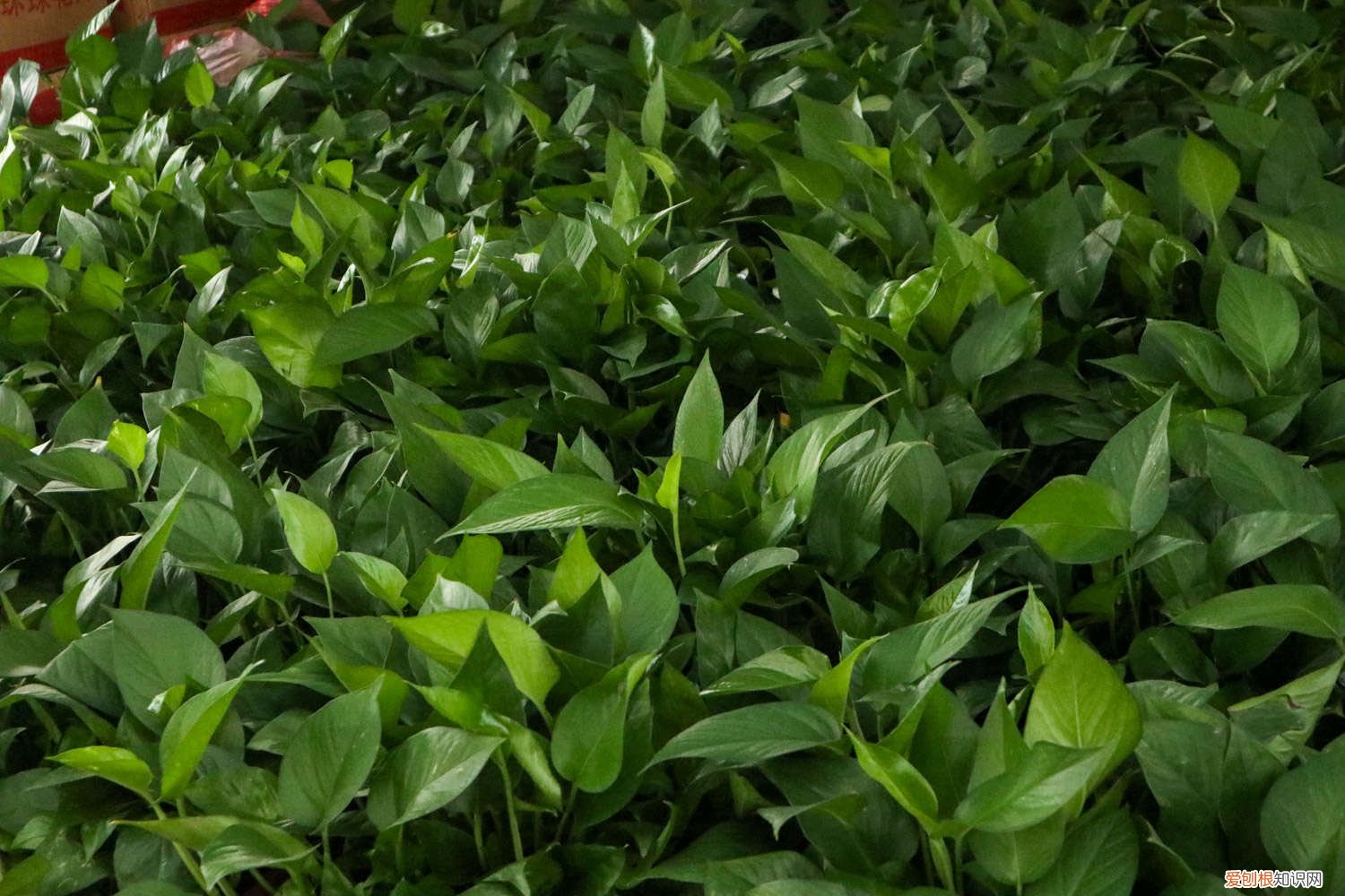 茶叶水可以浇花吗浇绿萝吗 绿萝浇水时间，浇茶叶水行吗