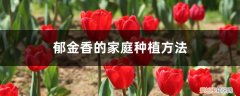 郁金香的家庭种植方法,什么时间种植最佳 郁金香的家庭种植方法，什么时间种植
