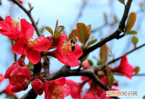 海棠养护小常识 养护海棠花不再郁闷，学习这几点养护细节，就可以养好！