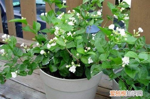 茉莉花换盆需要剪根吗 茉莉花换盆时，是否可以将根剪短