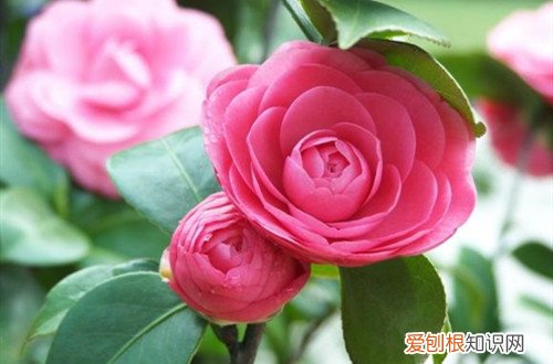 刚上盆的茶花掉叶子是怎么回事 刚上盆不久的茶花开始掉叶子、打卷是什么原因？如何处理！