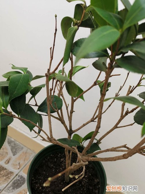 刚上盆的茶花掉叶子是怎么回事 刚上盆不久的茶花开始掉叶子、打卷是什么原因？如何处理！